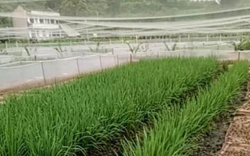 稻蛙內圍網多少錢一斤