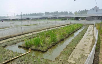 稻田蟾蜍養殖圍網是按重量計算