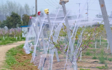 防鳥天網圖片大全