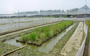 加厚抗老化青蛙牛蛙池塘養殖圍網