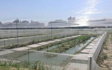 每畝蛙塘需要多少圍網