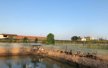 防青蛙逃跑的篩網