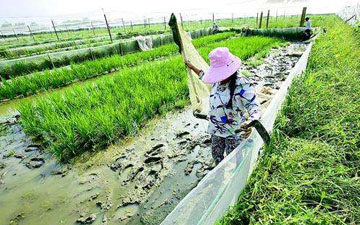 青蛙養殖場地用網建造圖片